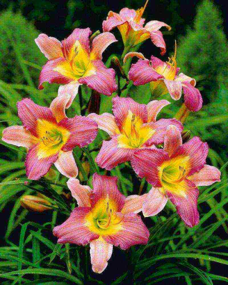 Лилейник — видовое и сортовое многообразие цветущих растений