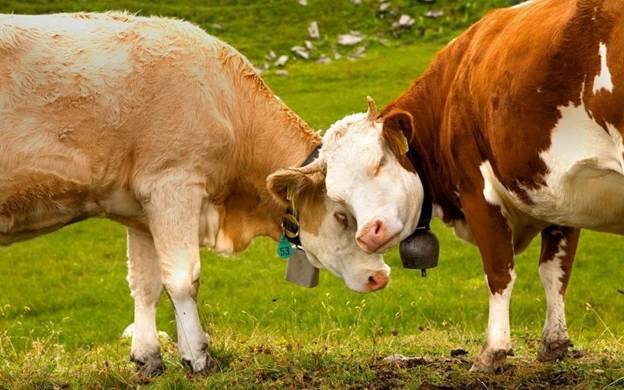 Сравнительная характеристика клостридиозов коров