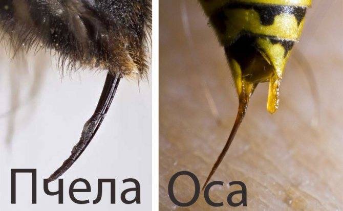 Чем отличаются оса, пчела, шмель, шершень