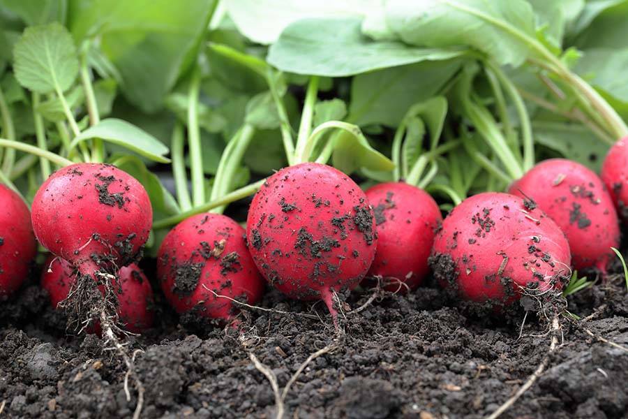 Выращивание редиса: агротехника овоща для открытого грунта и теплицы, а также как правильно посадить и прореживать, можно ли пикировать, каким образом ухаживать?