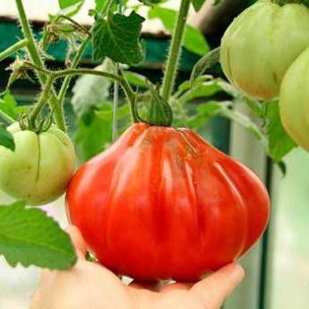 Особенности выращивания, описание и характеристика томата пузата хата
