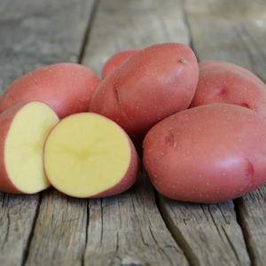 Сорт картофеля «краса»: описание, выращивание и уход