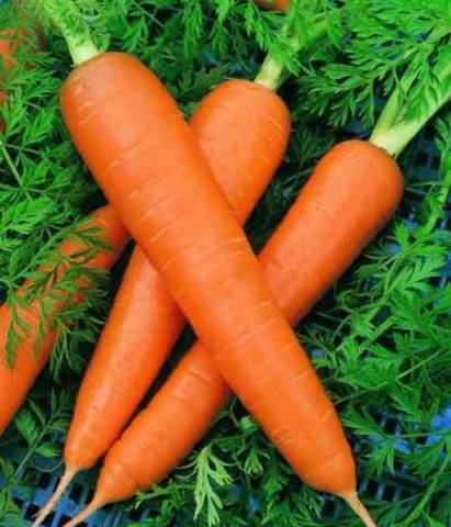 Морковь роте ризен красный великан: описание и характеристики, как сажать + отзывы