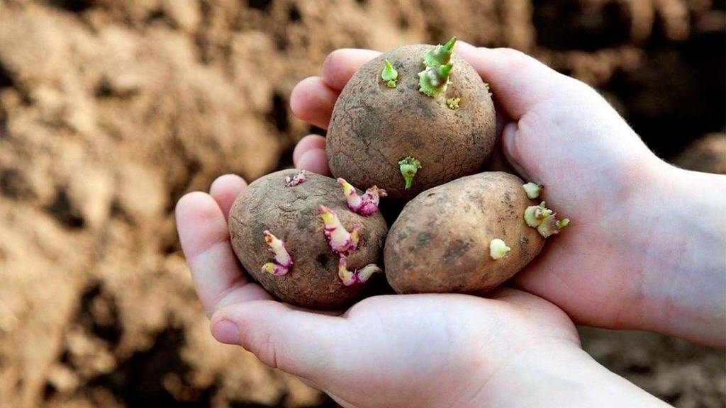 Как правильно сажать картофель, описание лучших способов посеять картошку