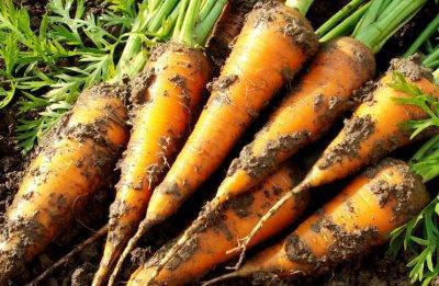 Как правильно сеять семена моркови 