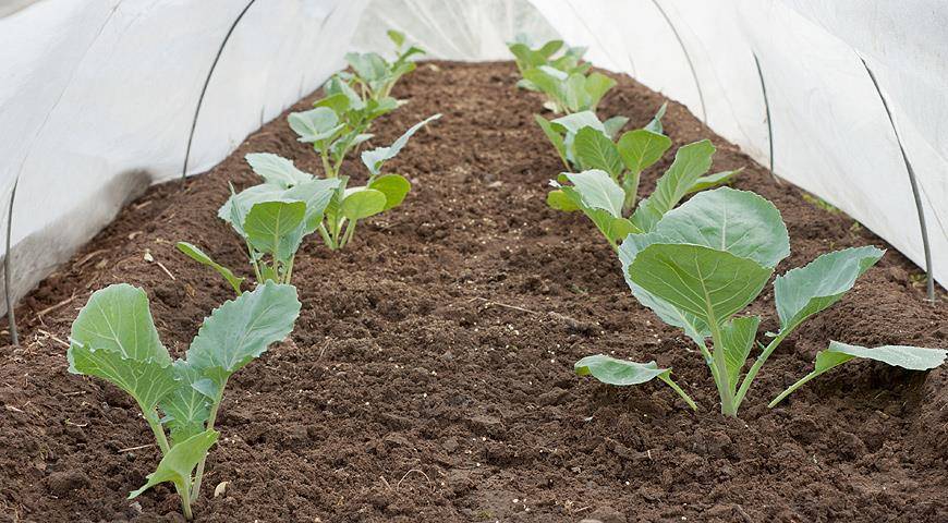 Когда сажать рассаду капусты брокколи? способы посадки и правила выращивания рассады капусты брокколи дома