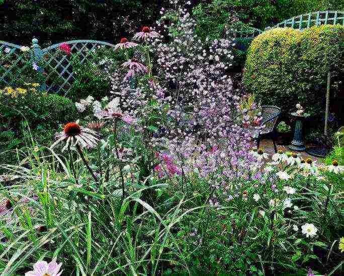 Василистник – травянистое растение для открытого грунта: описание цветка, фото размножения, посадки и ухода в саду
