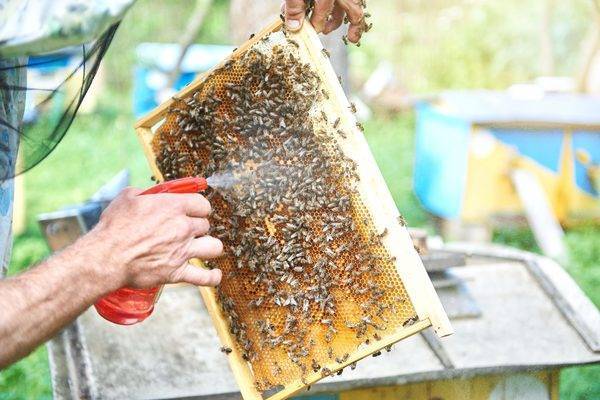 Как вылечить пчел весной от нозематоза