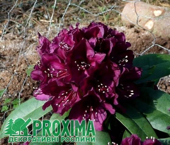 Рододендрон франческа(rhododendron hybrid francesca): определение этого гибридного вида, его отличие от остальных цветов и пошаговая инструкция по уходу
