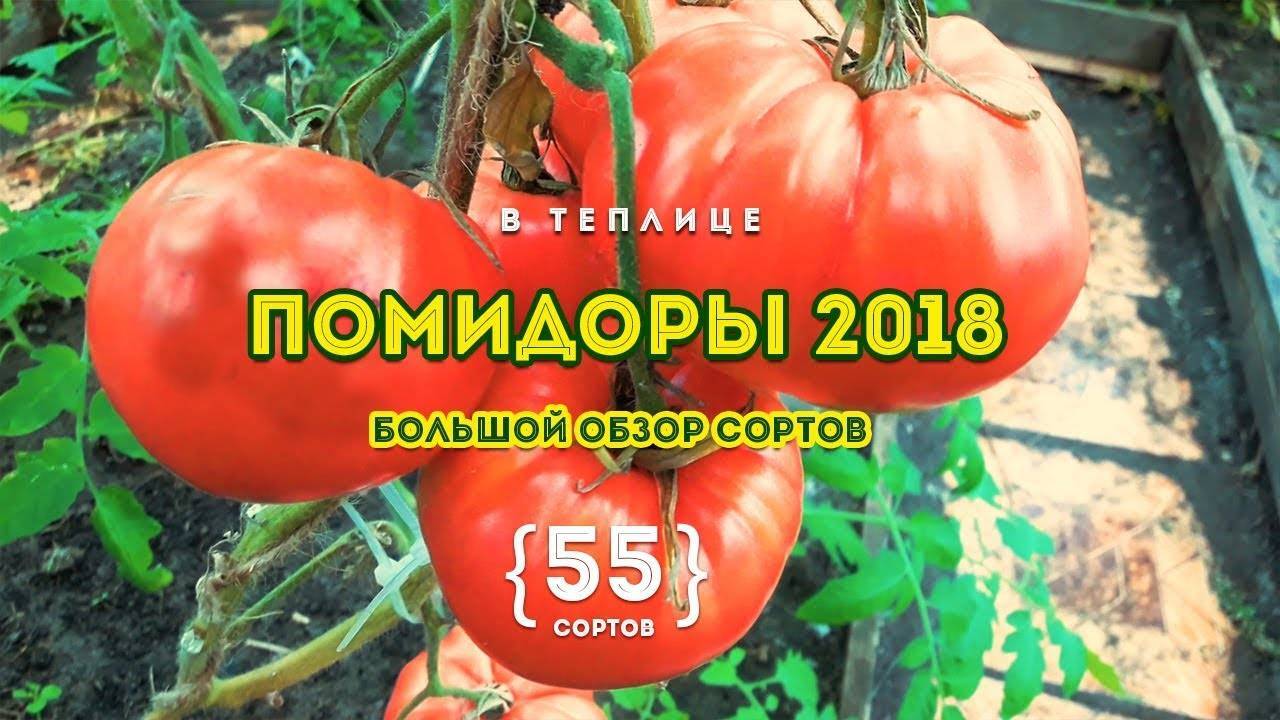 Томат зимаревский великан описание сорта фото