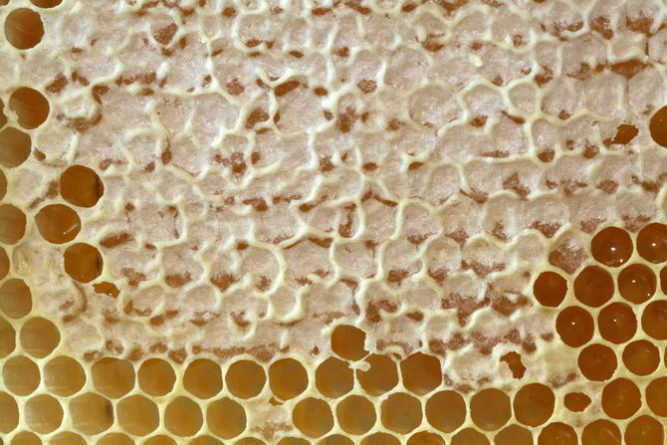Пчелиный забрус: состав, полезные свойства, применение