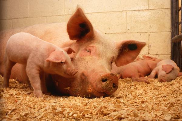 Плюсы и минусы использования подстилки для свиней с бактериями