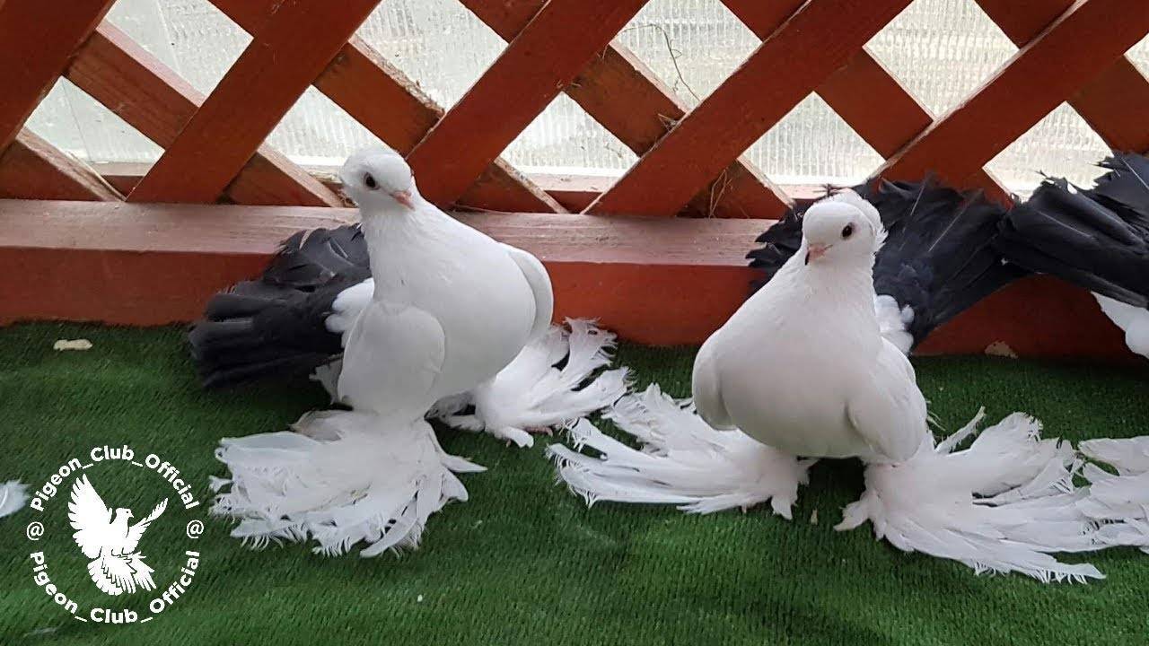 Статные голуби