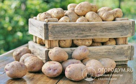 Картофель лорх: описание и особенности выращивания сорта