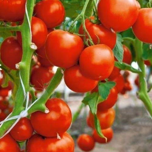 Томат спрут f1: описание сорта, выращивание и достоинства