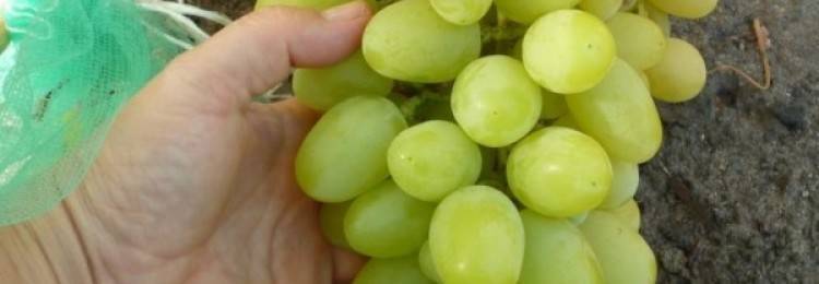 Виноград ландыш: описание сорта и особенности агротехники