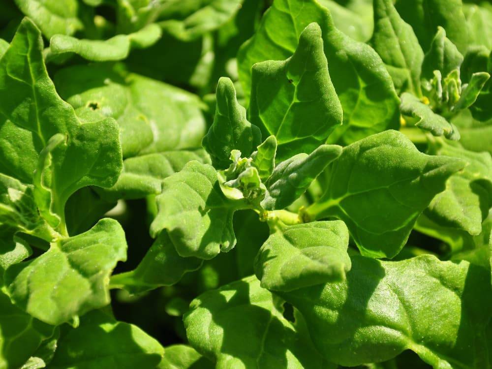 Кладезь полезных веществ – на грядке и дома! знакомство с новозеландским шпинатом и рекомендации по его выращиванию