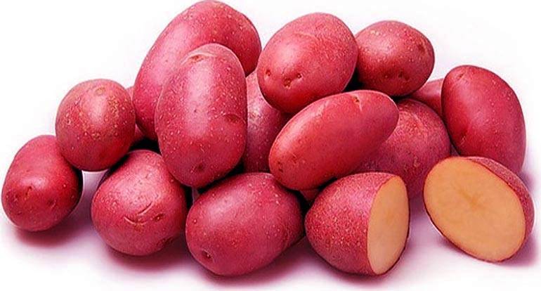 Подборка лучших сортов картофеля для сибири и урала