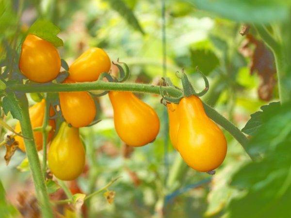 Томат медовая капля: фото, описание и характеристики сорта, особенности выращивания помидоров