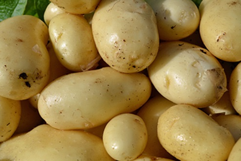 Картофель импала — выбор в пользу высокого качества!