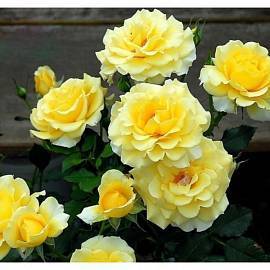 О розе eden rose: описание и характеристики, выращивание сорта плетистой розы