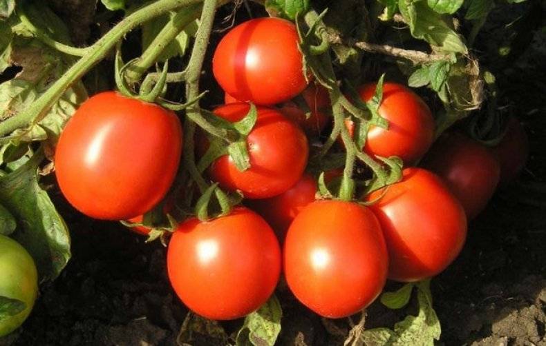 Сорта томатов для севера