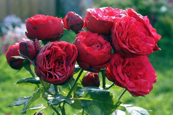Английская пионовидная кустовая роза Red Piano (Ред Пиано)