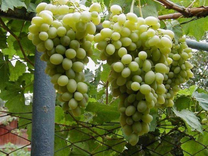 Морозостойкие сорта винограда для Подмосковья
