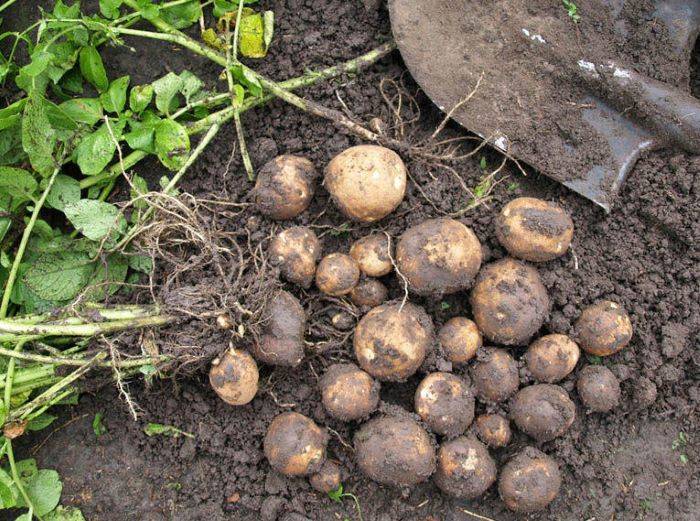 Сорт картофеля киви: основные характеристики и советы по выращиванию