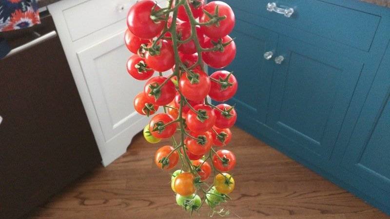Сорт помидор Рапунцель: описание, урожайность и отзывы