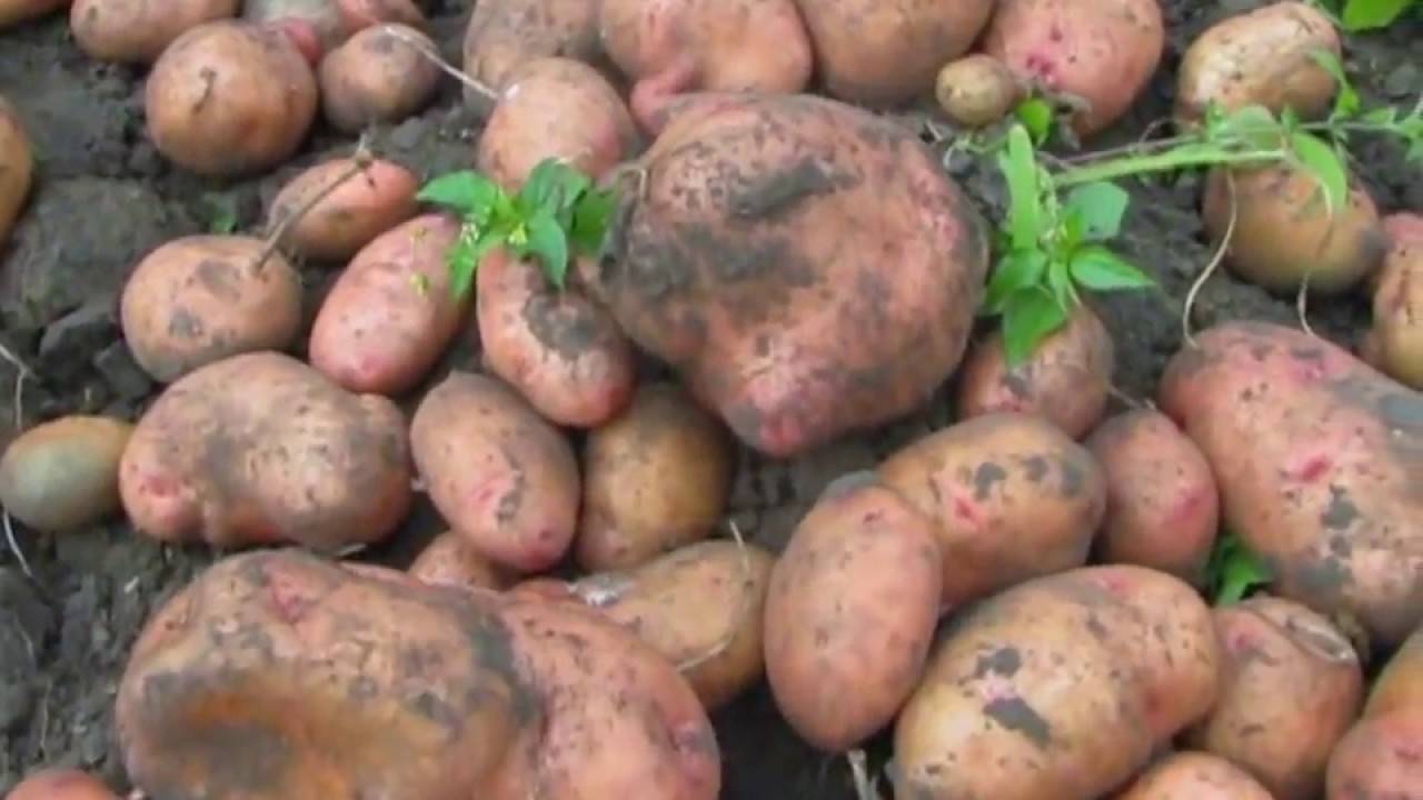 Характеристика картофеля сорта ред соня