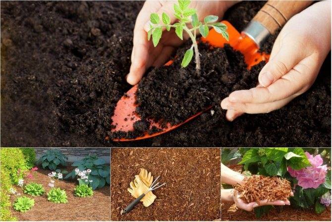 Почва для гортензии: какой грунт нужно приготовить для посадки в саду и дома