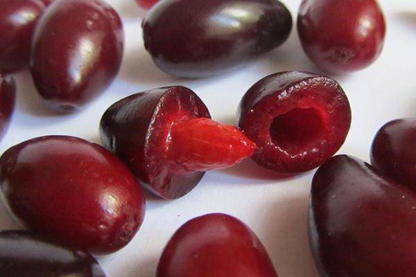 Кизил от геморроя: лечение ягодами и косточками кизила