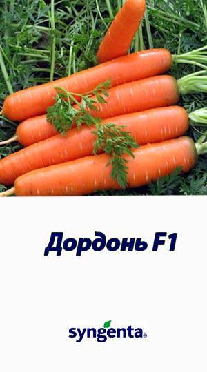 Особенности ухода и выращивания моркови кордоба f1