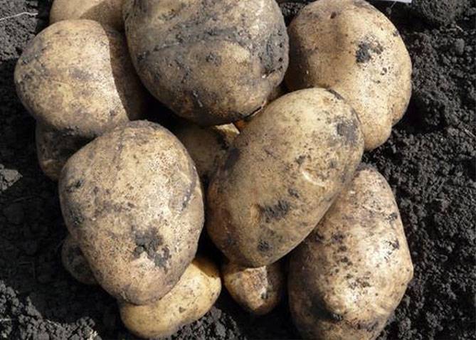Описание сорта картофеля лорх, особенности выращивания и ухода