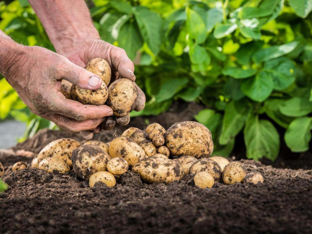 Оптимальная температура для посадки картофеля 