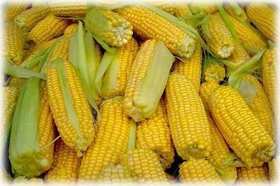 Выращивание и уход за сахарной кукурузой