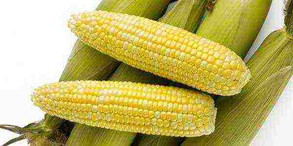 Выращивание и уход за сахарной кукурузой