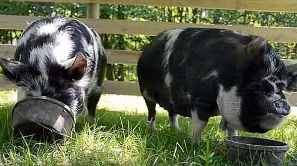 Кастрация поросят и взрослых свиней