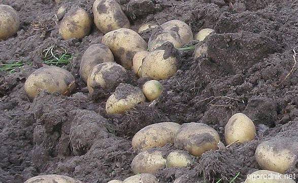 Когда копать картошку: признаки и сроки созревания, способы уборки картофеля