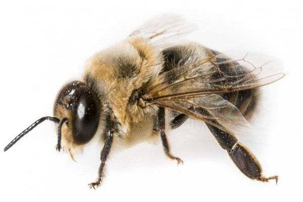 Список лекарств для пчел: виды и применение
