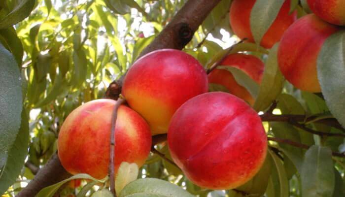 Инжирные персики: польза и вред , чем они отличаются от обычных