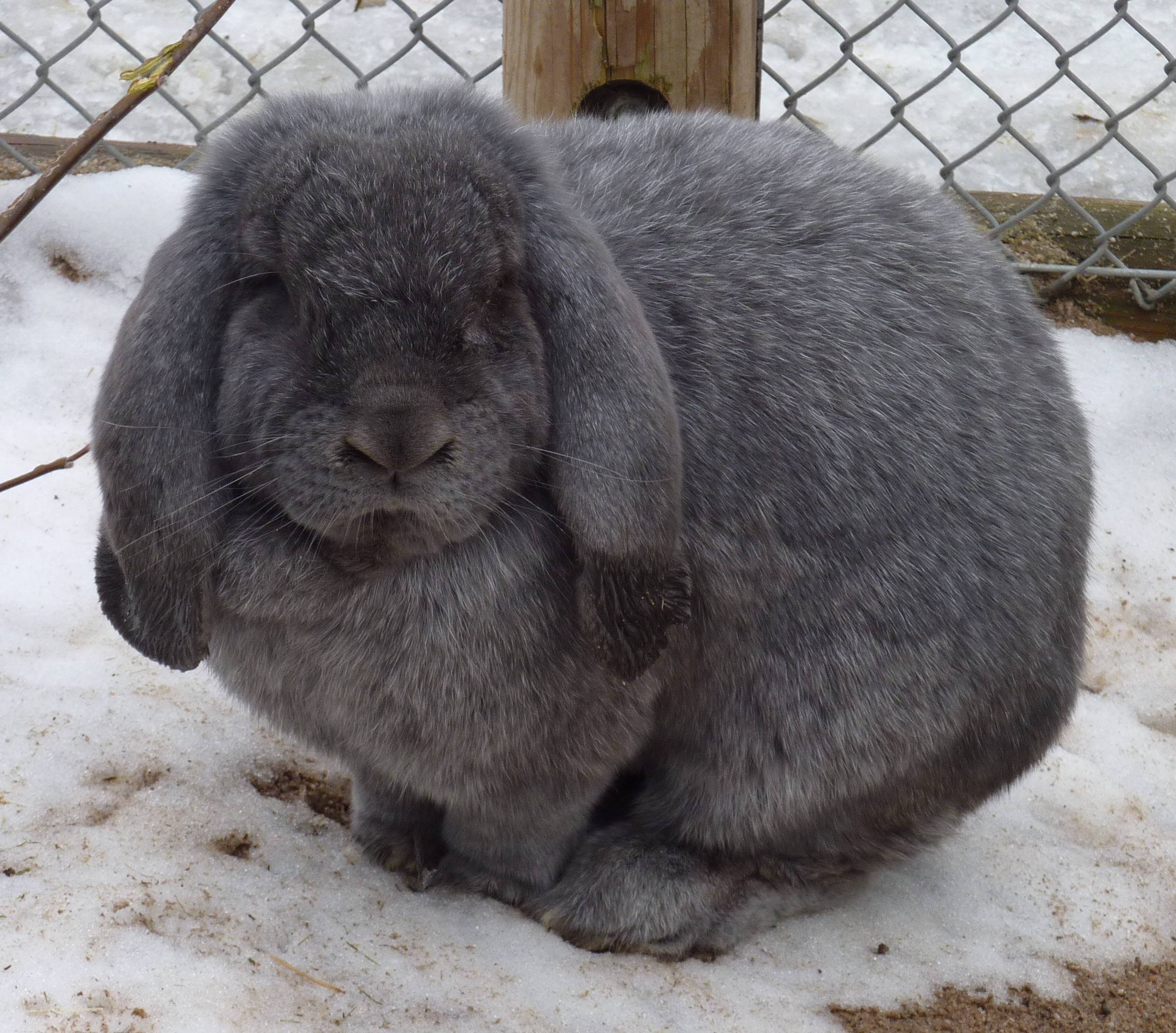 Кролик карликовый баран: описание породы, уход и содержание