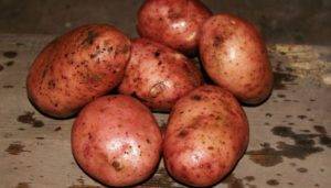 Самые урожайные сорта картофеля на сегодняшний день