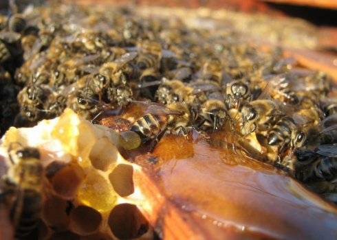 Использование инвертированного сиропа в пчеловодстве
