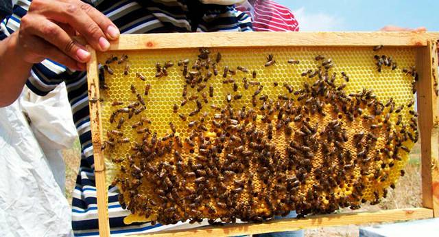 Как правильно подготовить пчел к зимовке: правила и полезные рекомендации