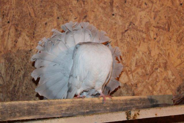 Голуби павлины (21 фото): описание павлиньей породы, белая и другие масти птиц, содержание и разведение