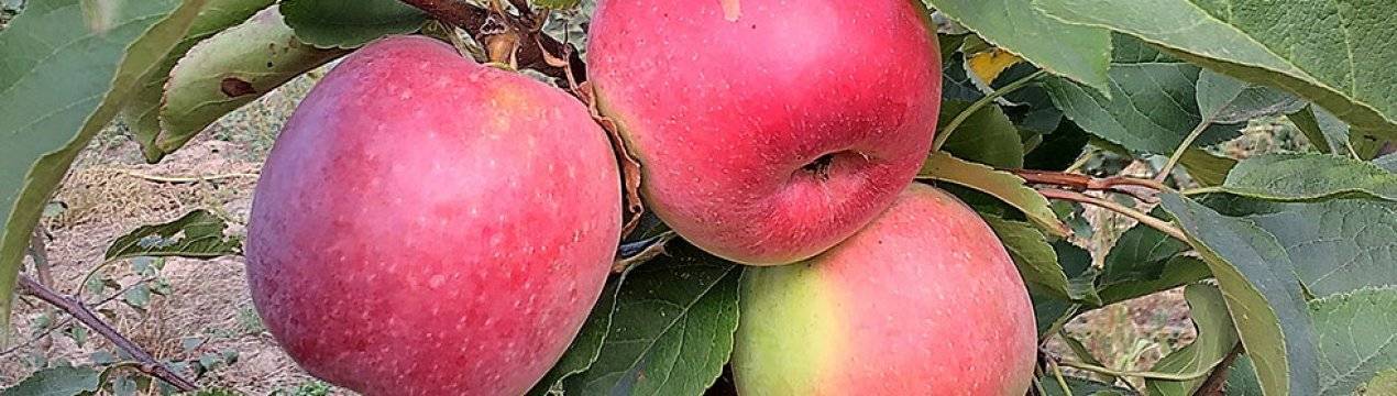 О яблоне бессемянка мичуринская, описание, характеристики сорта, агротехника