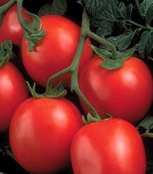 Рио гранде: описание сорта томата, характеристики помидоров, посев