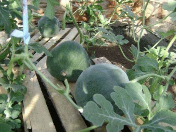 Арбуз в теплице из поликарбоната: как выращивать вместе с дыней? условия посадки и ухода за бахчевой культурой